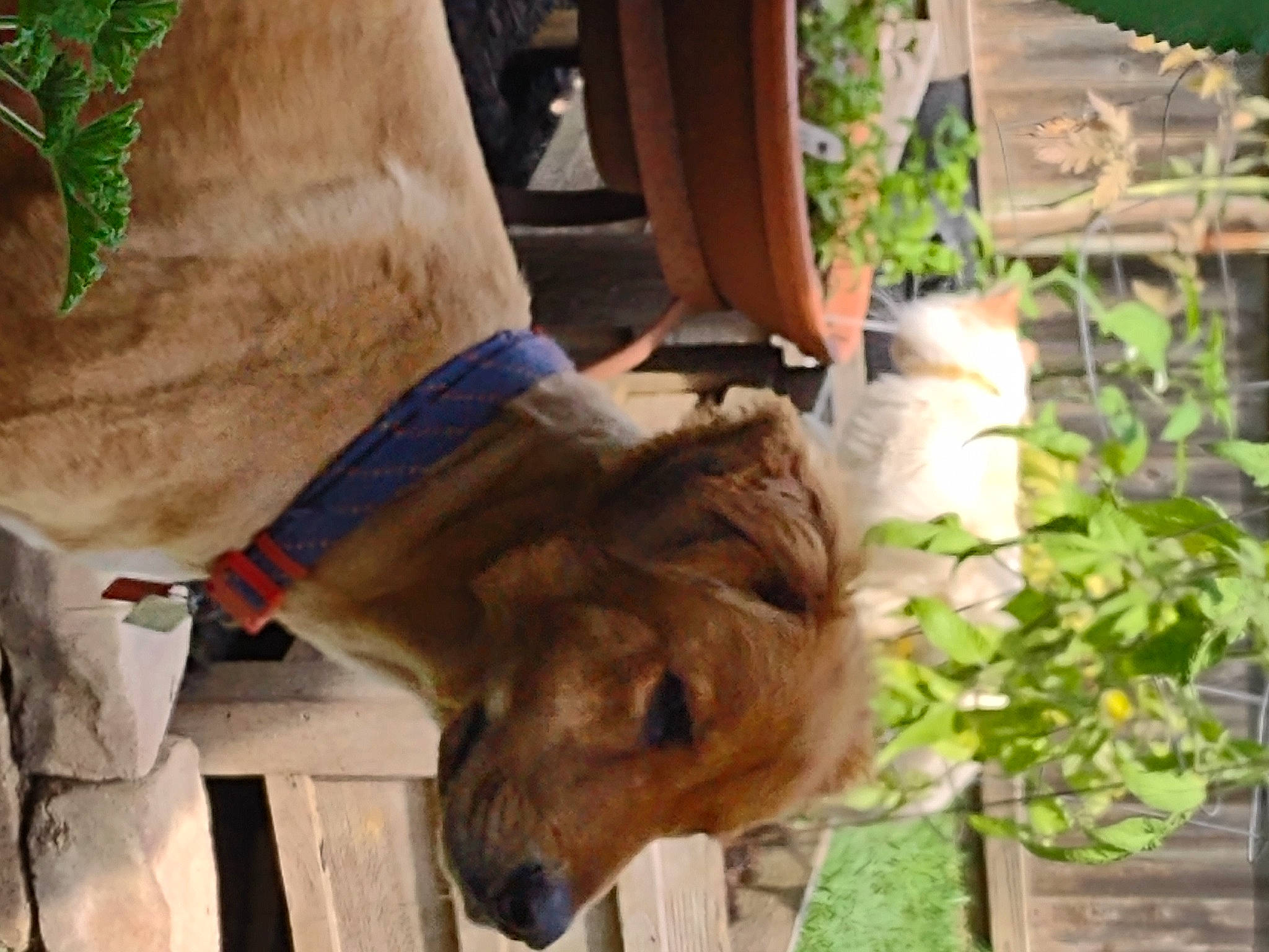 Willy And Lilly joined the competition — help win amazing prizes! canidae, carnivore, collar, companion_dog, dog_breed, dog_collar, fawn, fur, leash, liver, livestock, pack_animal, pet_supply, plant, snout, sporting_group, tail, terrestrial_animal, wood, working_animal