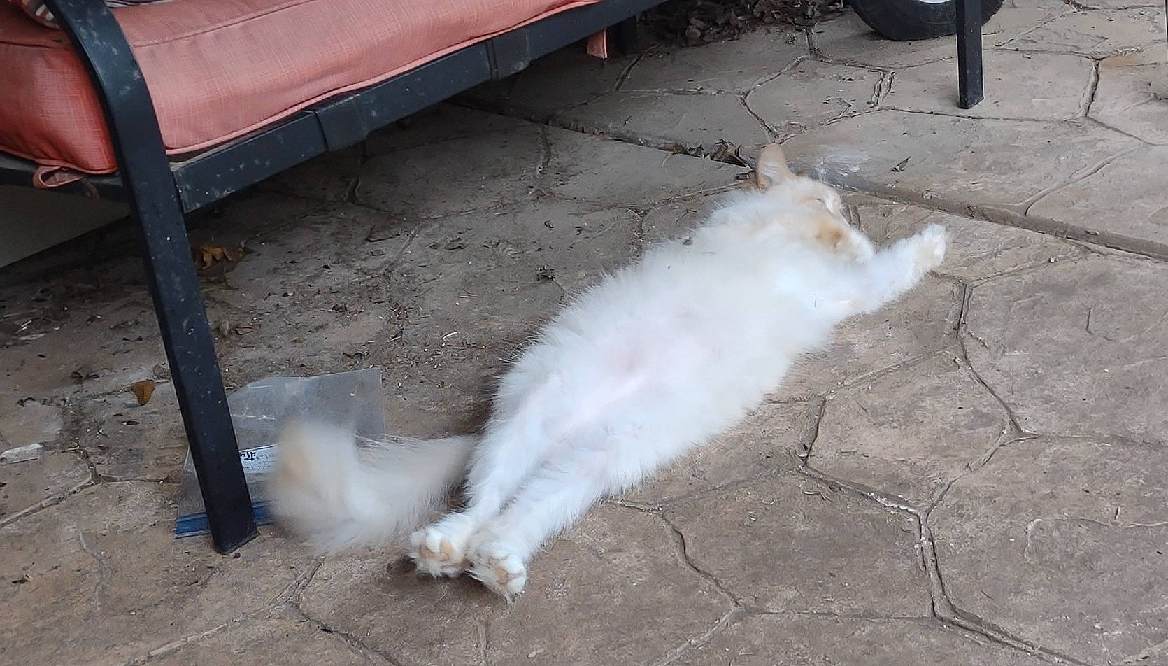 Diva joined the competition — help win amazing prizes! asphalt, carnivore, cat, companion_dog, composite_material, concrete, dog_breed, felidae, flooring, foot, fur, gas, paw, road_surface, small_to_medium_sized_cats, tail, terrestrial_animal, whiskers