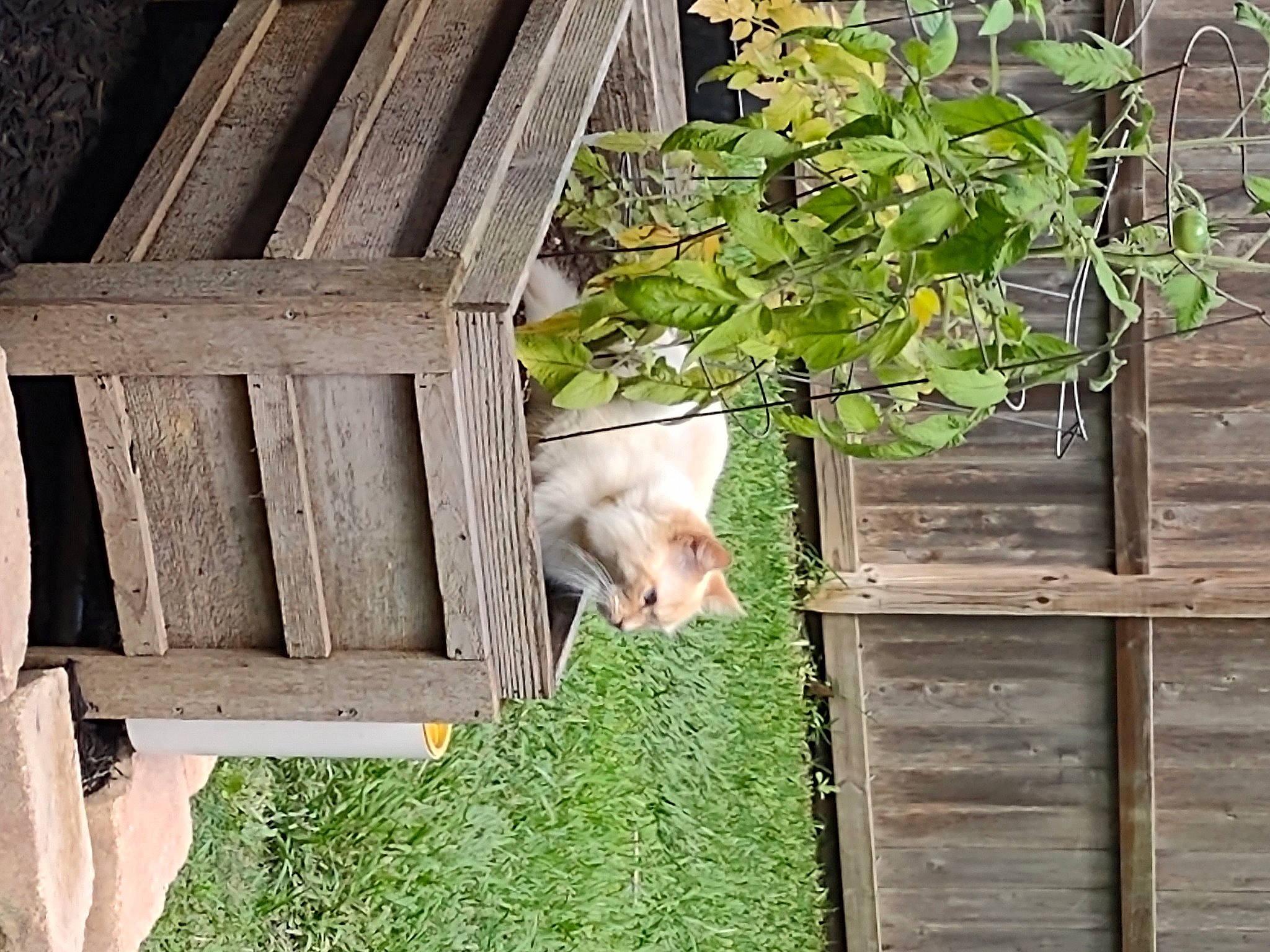 Diva is registered to the contest to win money with this photo: carnivore, cat, fawn, felidae, garden_buildings, grass, hardwood, home_fencing, house, outdoor_furniture, plank, plant, shed, siding, small_to_medium_sized_cats, tail, whiskers, window, wood, wood_stain