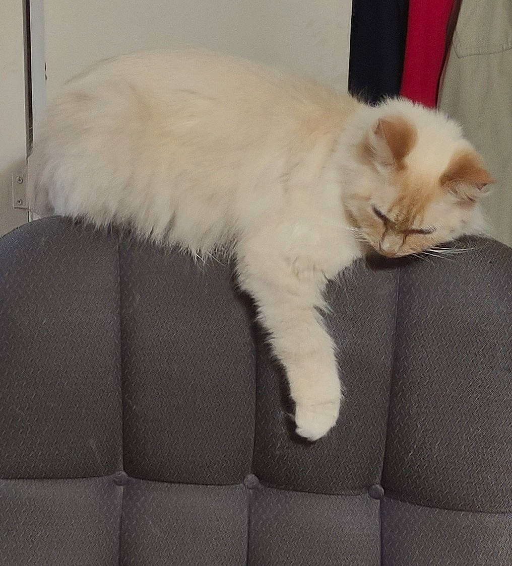 Diva is registered to the contest to win money with this photo: carnivore, cat, cat_bed, cat_supply, claw, comfort, couch, domestic_short_haired_cat, fawn, felidae, fur, nap, paw, sitting, small_to_medium_sized_cats, snout, tail, whiskers