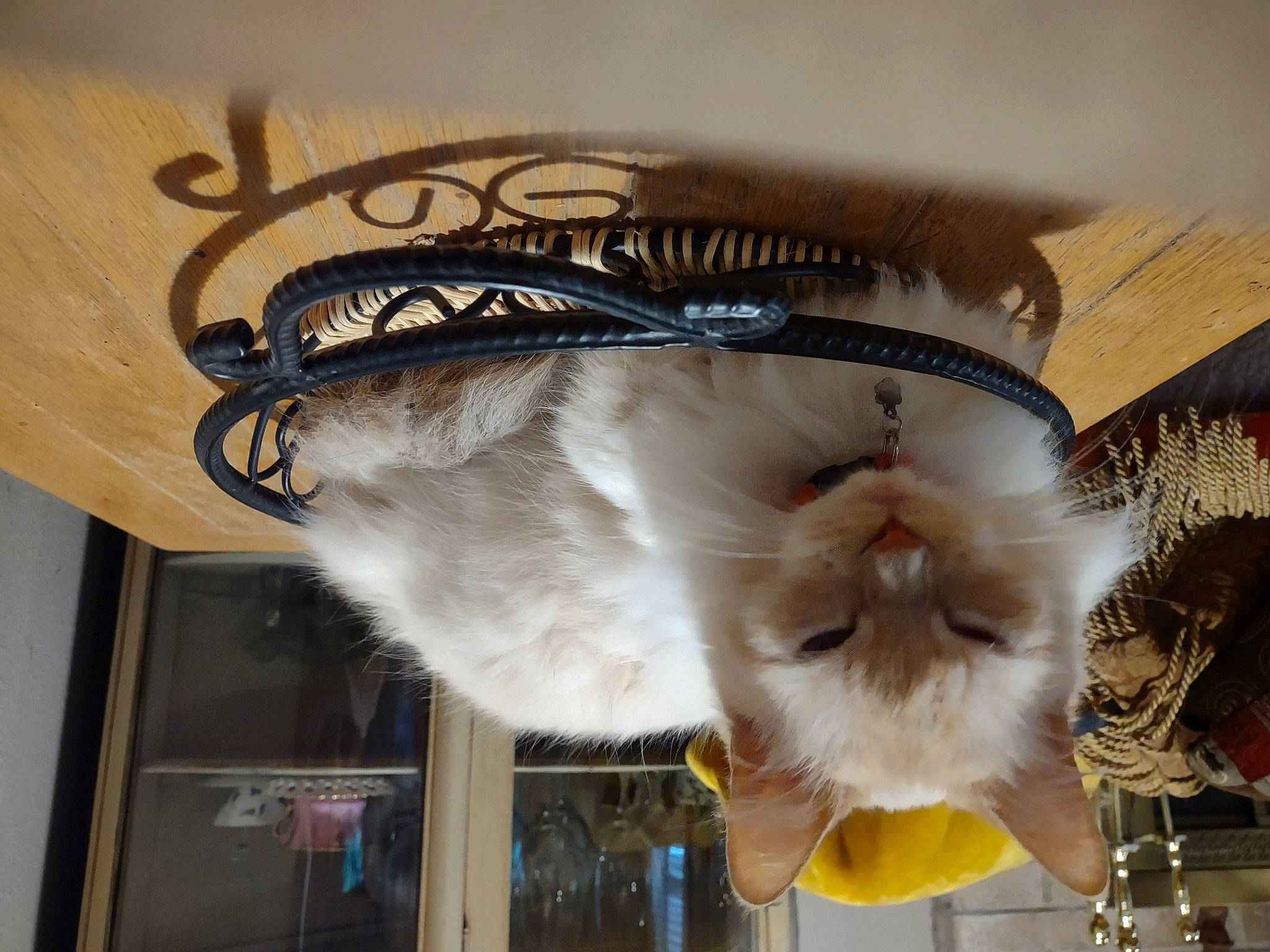 Diva is registered to the contest to win money with this photo: cat, collar, companion_dog, fashion_accessory, fawn, feather, felidae, fur, room, small_to_medium_sized_cats, tail, toy, whiskers