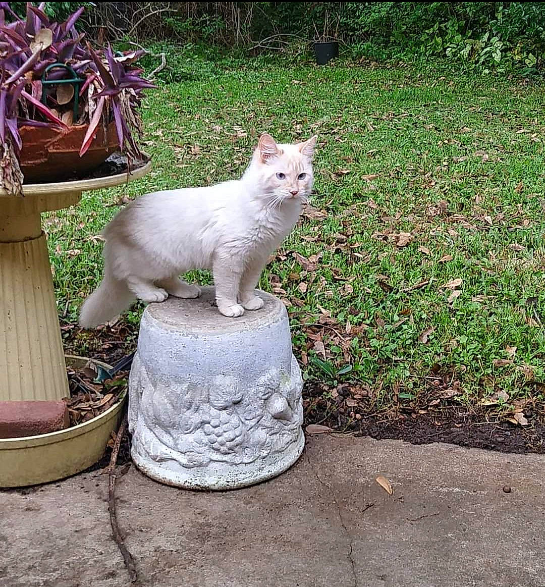 Diva joined the competition — help win amazing prizes! art, asphalt, carnivore, cat, domestic_short_haired_cat, fawn, felidae, flowerpot, grass, grass_family, groundcover, houseplant, plant, road_surface, shrub, sitting, small_to_medium_sized_cats, tail, terrestrial_animal, whiskers