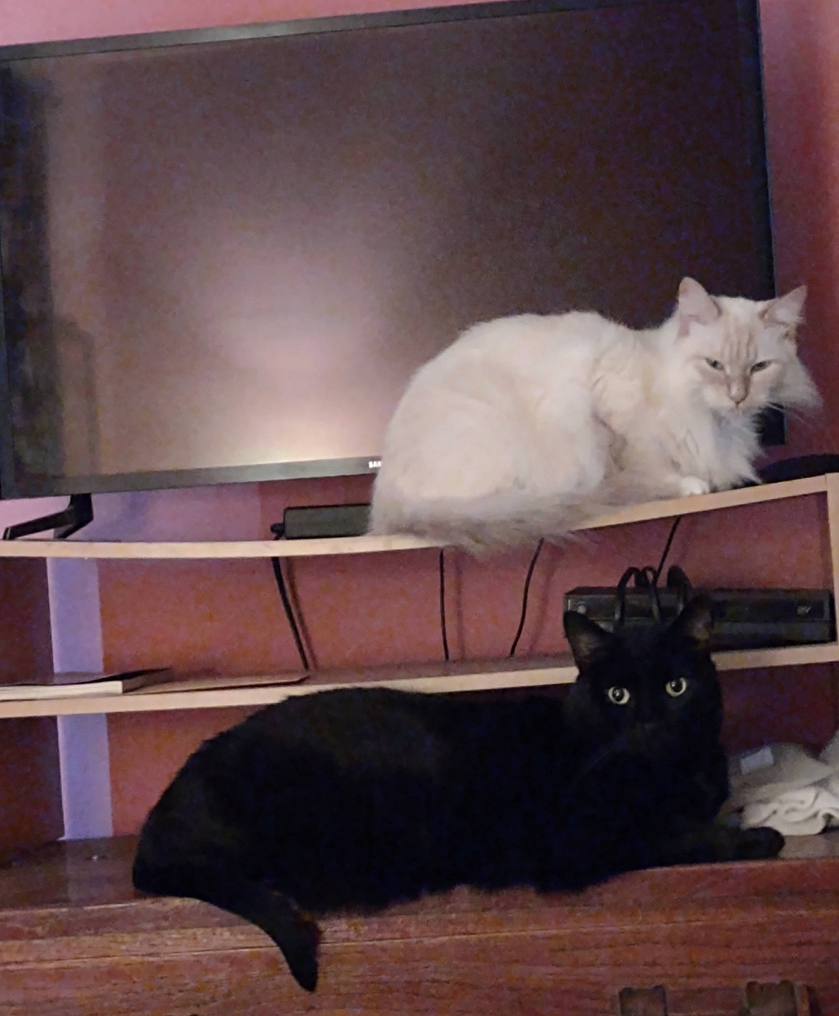 Yinyang joined the competition — help win amazing prizes! cabinetry, carnivore, cat, comfort, couch, domestic_short_haired_cat, felidae, floor, flooring, fur, grey, hardwood, room, small_to_medium_sized_cats, snout, table, tail, whiskers, window, wood