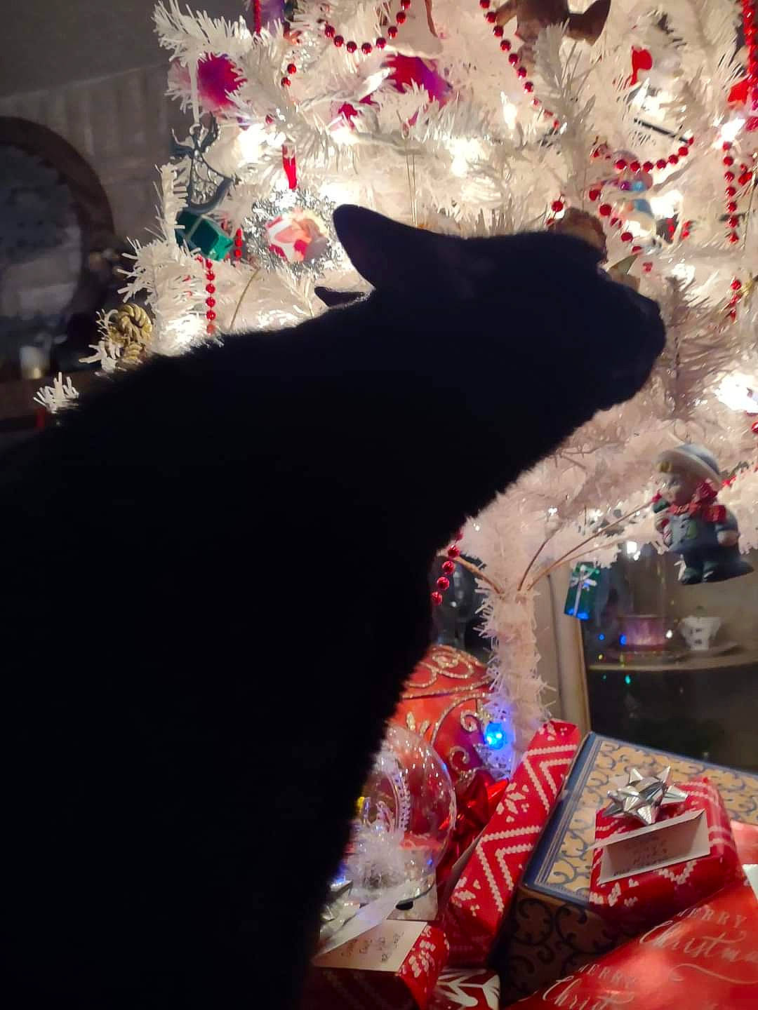 Yinyang joined the competition — help win amazing prizes! black, black_cat, bombay, carmine, carnivore, cat, christmas_decoration, christmas_ornament, event, felidae, fur, holiday, light, pink, red, room, small_to_medium_sized_cats, tail, tints_and_shades, whiskers