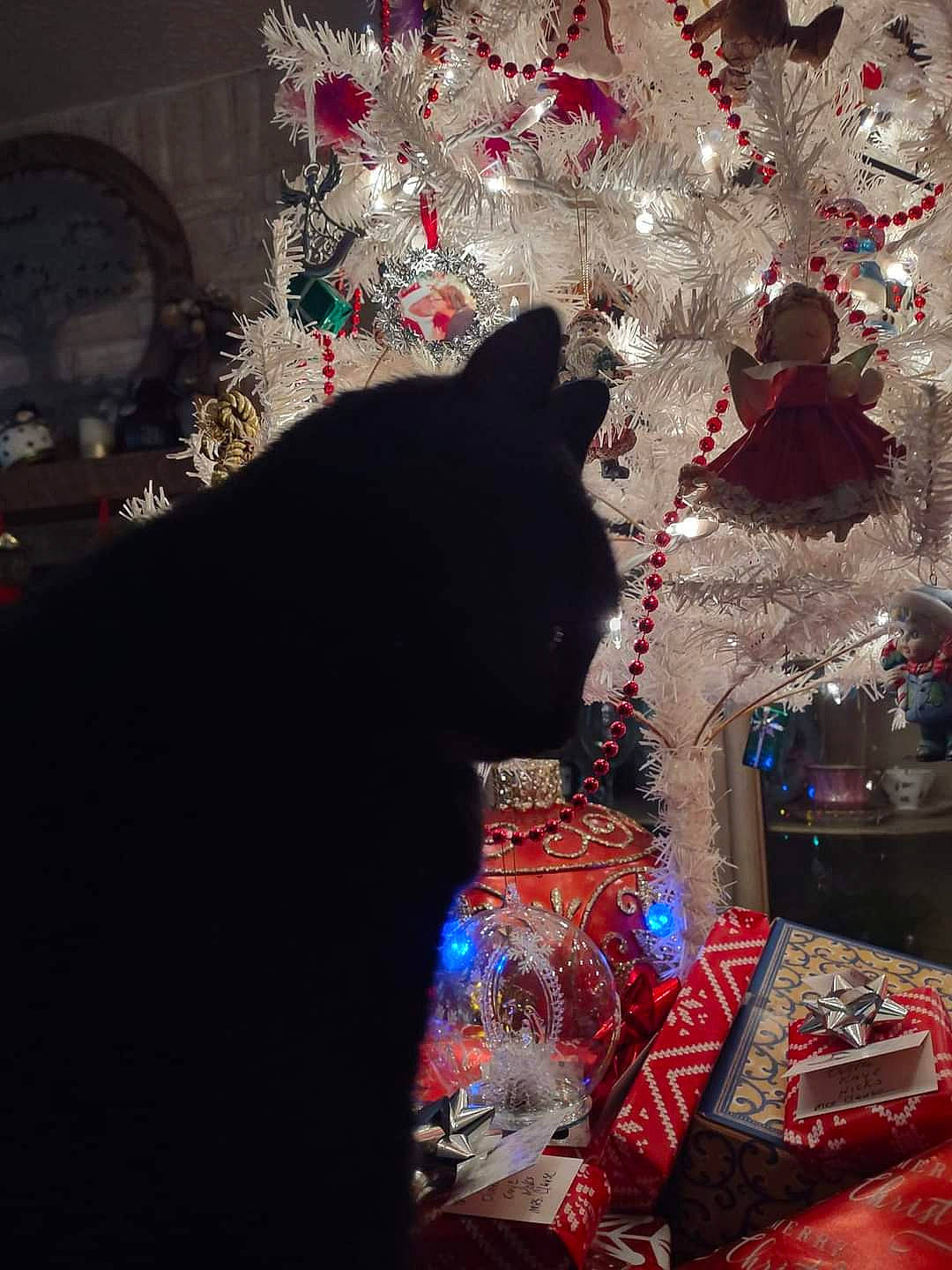 Yinyang joined the competition — help win amazing prizes! carnivore, cat, christmas, christmas_decoration, christmas_eve, christmas_ornament, christmas_tree, darkness, domestic_short_haired_cat, event, felidae, holiday, holiday_ornament, ornament, room, small_to_medium_sized_cats, tints_and_shades, tree, whiskers, window