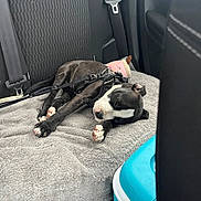 Ahtena a rejoint le concours — aidez-le/la à gagner de superbes lots ! puppy, dog, sleeping, backseat, car, blanket, harness, leash, cooler, toy, black_and_white, resting, pet, indoor, seatbelt, fur, cute, relaxing, cozy, travel