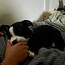 Ahtena participe au concours pour gagner de l'argent avec cette photo : puppy, dog, black_and_white, hand, blanket, indoor, sleepy, pet, cozy, texture, soft_light, bedroom, human, paw, resting, animal, cute, snuggle, fingers, comfort