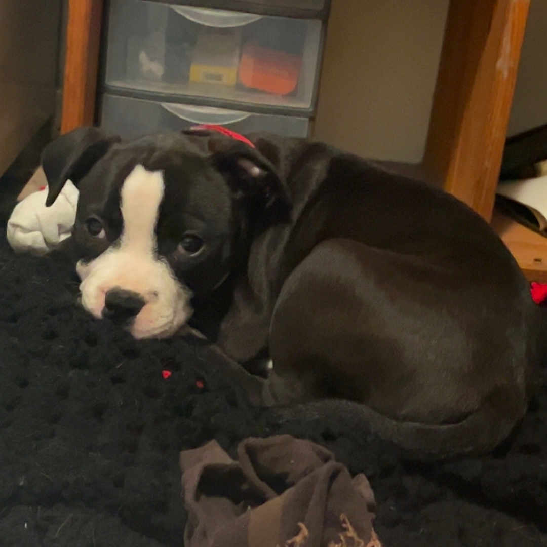 Ahtena participe au concours pour gagner de l'argent avec cette photo : black_and_white, blanket, cute, dog, drawer, floor, furniture, indoor, knitted_blanket, lying_down, pet, puppy, red_collar, resting, sleepy, small_dog, sock, tile_floor, wooden, young_dog