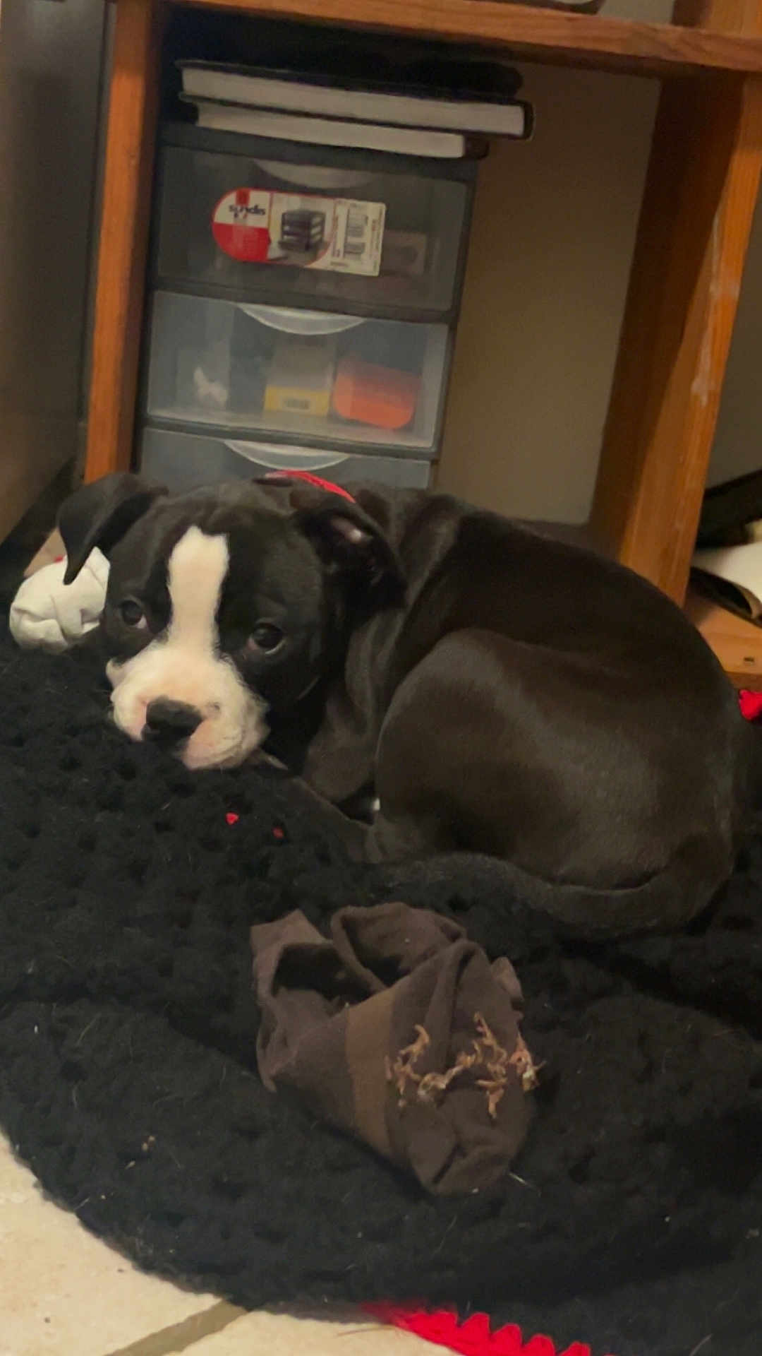 Ahtena participe au concours pour gagner de l'argent avec cette photo : puppy, dog, black_and_white, blanket, sock, floor, indoor, furniture, drawer, wooden, pet, cute, sleepy, lying_down, young_dog, knitted_blanket, small_dog, resting, tile_floor, red_collar