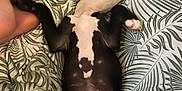 Ahtena a rejoint le concours — aidez-le/la à gagner de superbes lots ! puppy, dog, sleeping, bed, blanket, leaf_pattern, paw, black_and_white, cute, cozy, resting, indoor, human_foot, pet, animal, fur, relaxation, comfort, lying_down, domestic