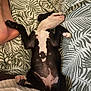 puppy, dog, sleeping, bed, blanket, leaf_pattern, paw, black_and_white, cute, cozy, resting, indoor, human_foot, pet, animal, fur, relaxation, comfort, lying_down, domestic