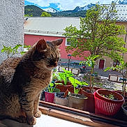 Noisette a rejoint le concours — aidez-le/la à gagner de superbes lots ! cat, tabby, windowsill, potted_plants, plants, sunlight, outdoor_view, mountains, village, building, tree, car, window, flower_pots, nature, daylight, pet, animal, fur, calm