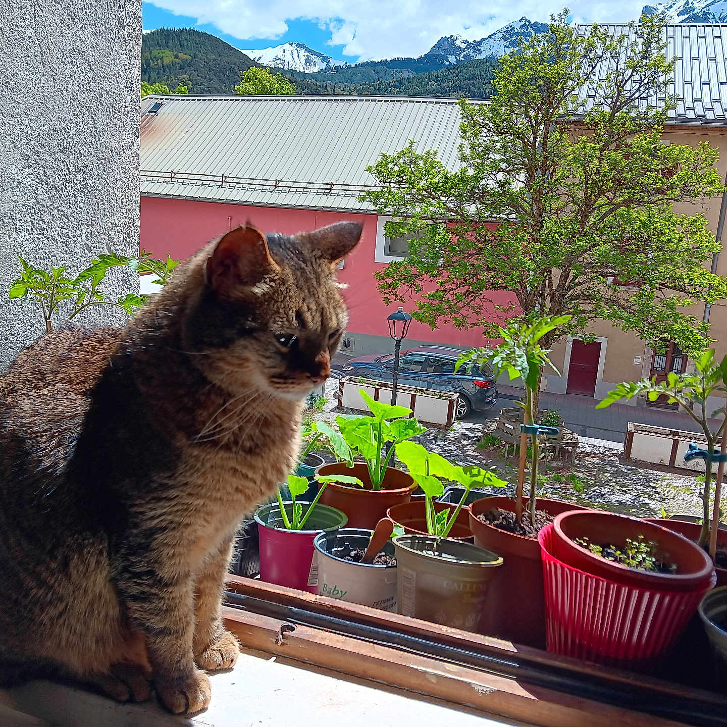 Noisette a rejoint le concours — aidez-le/la à gagner de superbes lots ! animal, building, calm, car, cat, daylight, flower_pots, fur, mountains, nature, outdoor_view, pet, plants, potted_plants, sunlight, tabby, tree, village, window, windowsill