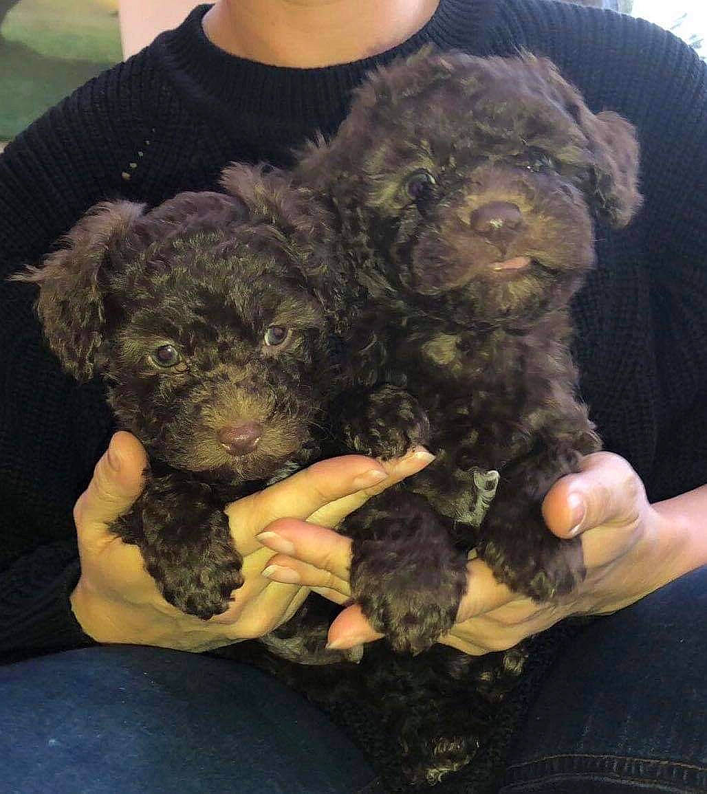 Dexter joined the competition — help win amazing prizes! bow_tie, canidae, carnivore, companion_dog, dog, dog_breed, dog_supply, fawn, fur, mammal, puppy_love, sleeve, snout, sporting_group, terrier, toy_dog, vertebrate, water_dog, working_animal, yorkipoo