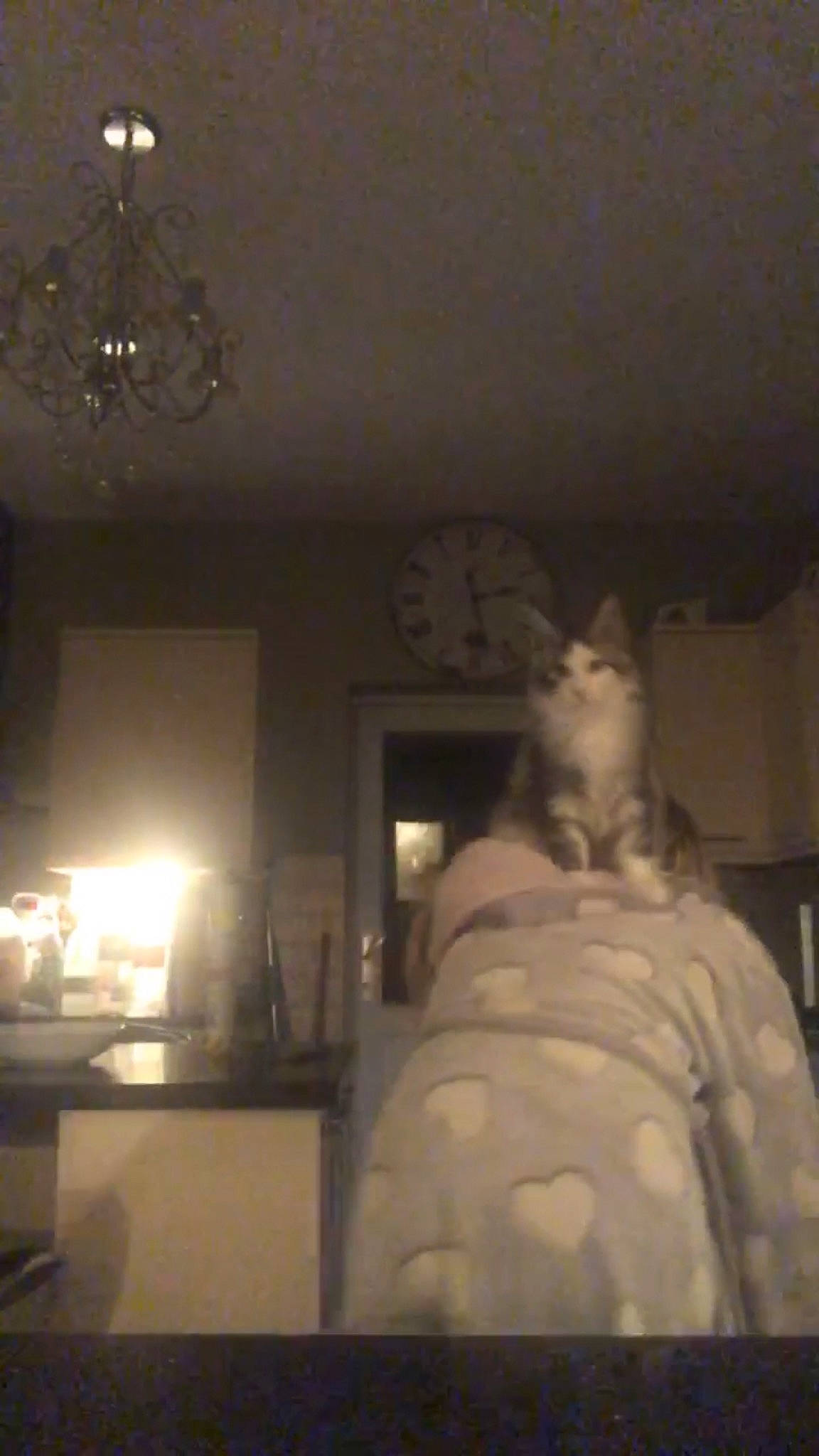 Vinnie joined the competition — help win amazing prizes! bed, bedding, ceiling, chandelier, comfort, darkness, facial_hair, felidae, grey, interior_design, light_fixture, lighting_accessory, linens, picture_frame, pillow, room, small_to_medium_sized_cats, table, tints_and_shades, wood