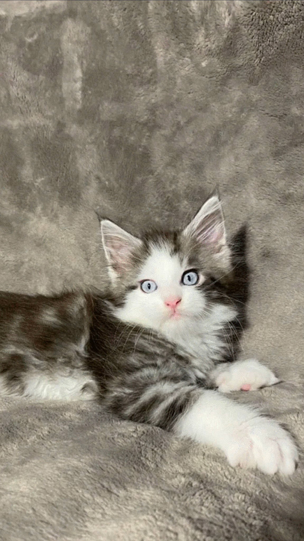 Vinnie joined the competition — help win amazing prizes! carnivore, cat, claw, domestic_short_haired_cat, eye, fawn, felidae, fur, grey, iris, paw, plant, sitting, small_to_medium_sized_cats, snout, tail, terrestrial_animal, whiskers, wood