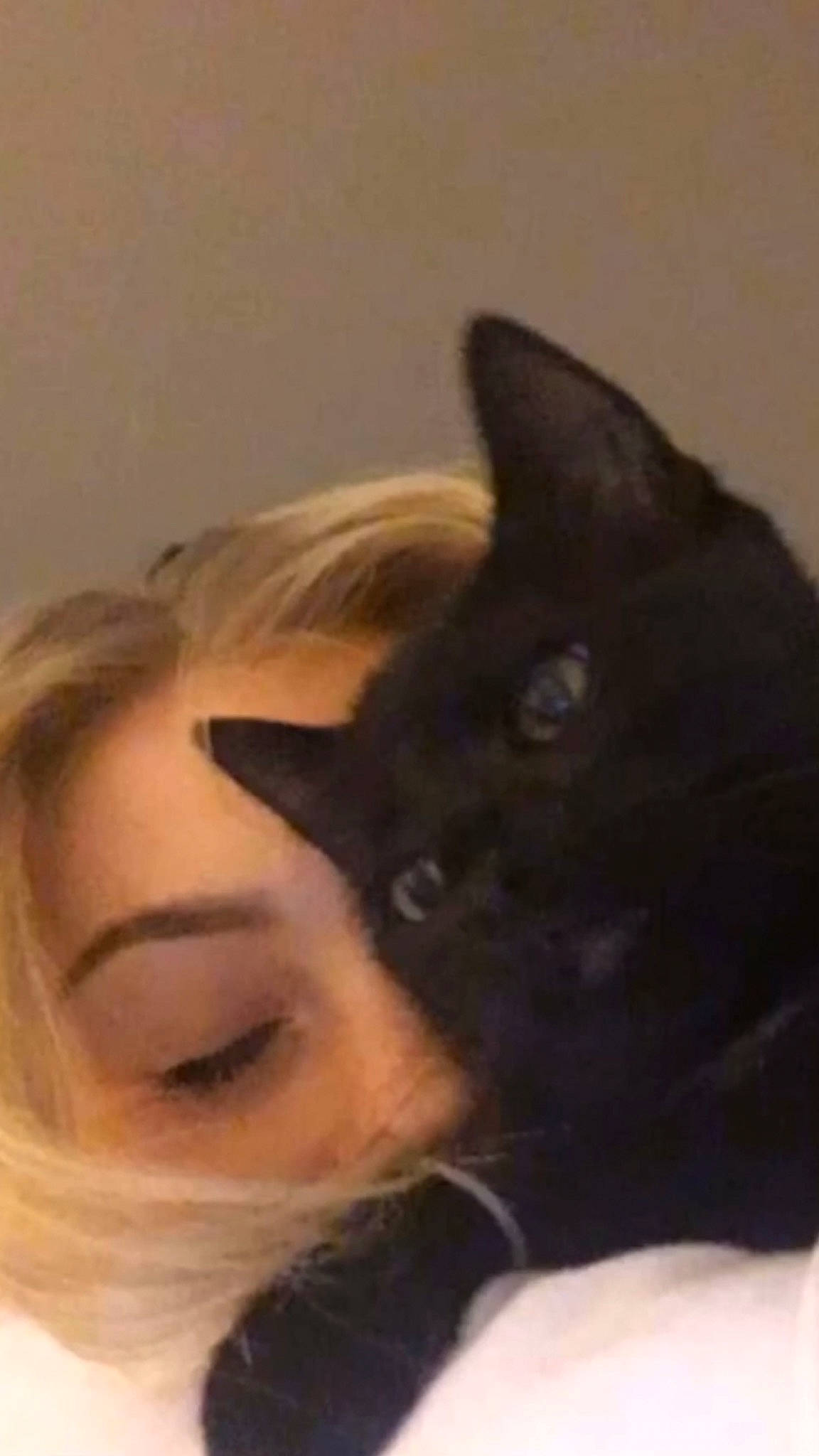 Ashley joined the competition — help win amazing prizes! abdomen, bed, black_cat, carnivore, cat, claw, comfort, domestic_short_haired_cat, ear, eyelash, felidae, fur, gesture, small_to_medium_sized_cats, whiskers