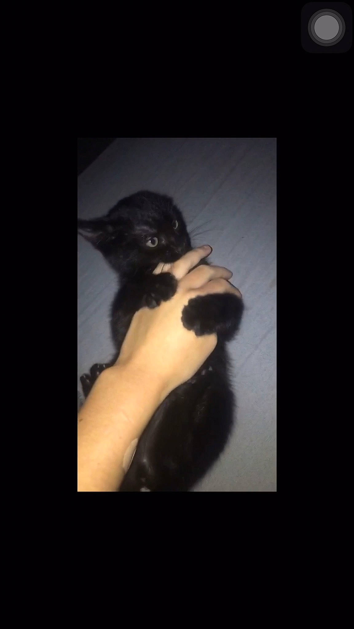 Ashley is registered to the contest to win money with this photo: art, beak, bird, darkness, feather, flash_photography, flightless_bird, font, formal_wear, fur, gesture, monochrome_photography, penguin, perching_bird, seabird, shadow, tail, visual_arts, water_bird, wing