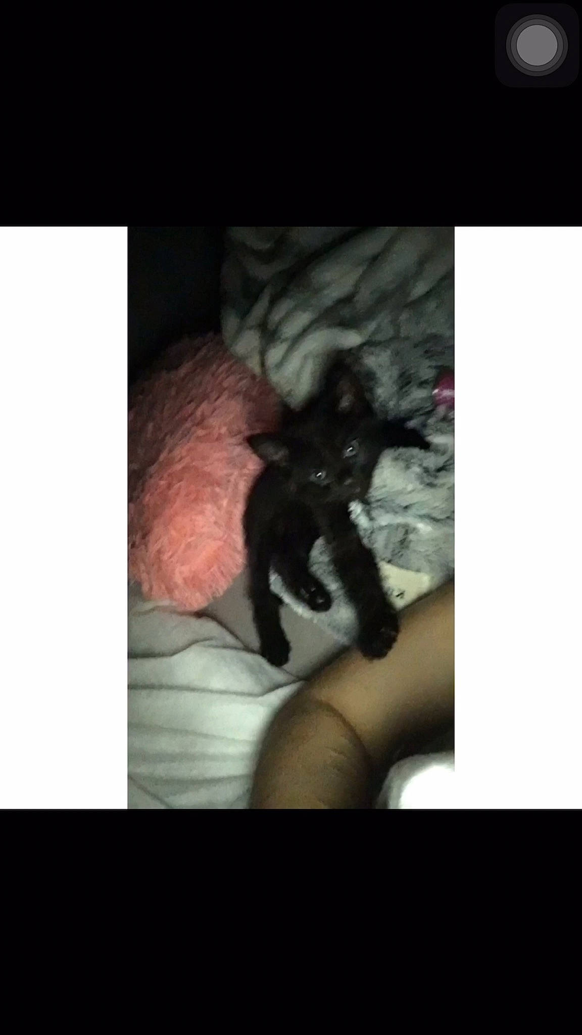 Ashley is registered to the contest to win money with this photo: auto_part, black_cat, carnivore, cat, claw, darkness, felidae, flesh, font, fur, gesture, human_leg, jaw, nail, paw, photo_caption, small_to_medium_sized_cats, tail, thigh, whiskers