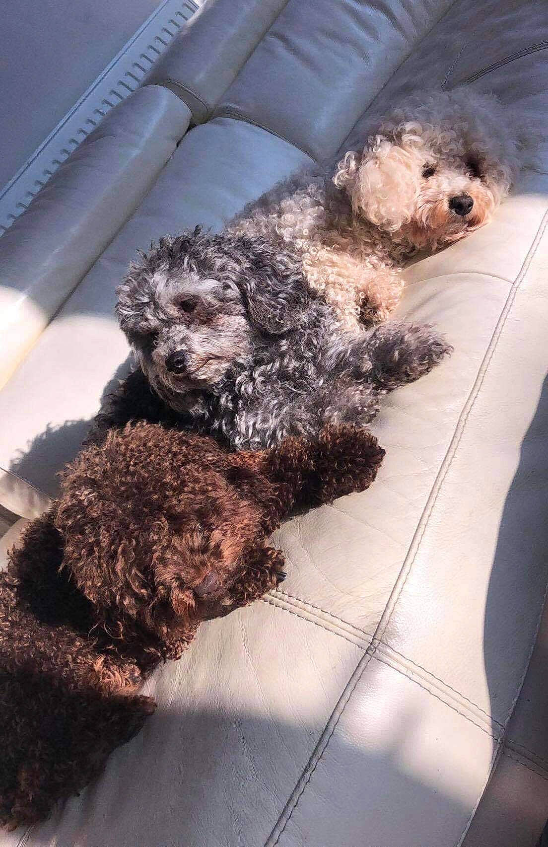 Darcy is registered to the contest to win money with this photo: canidae, carnivore, cockapoo, companion_dog, dog, dog_breed, dog_supply, flooring, fur, labradoodle, pet_supply, poodle, poodle_crossbreed, small_terrier, snout, sporting_group, terrier, toy, toy_dog, water_dog