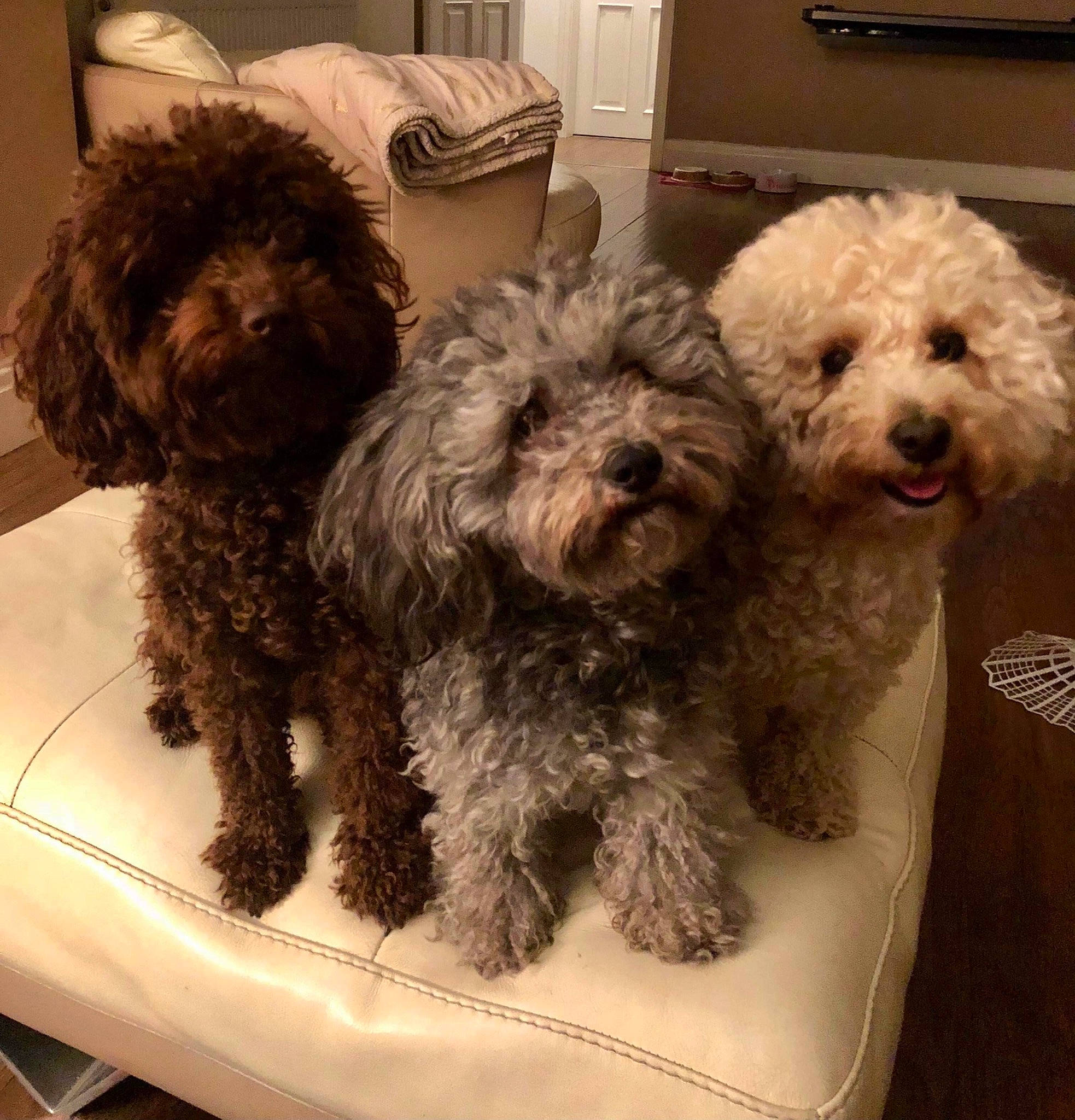 Darcy joined the competition — help win amazing prizes! canidae, carnivore, chair, companion_dog, dog, dog_breed, dog_collar, fur, labradoodle, liver, maltepoo, poodle, shih_poo, small_terrier, sporting_group, terrier, toy_dog, water_dog, working_animal, yorkipoo
