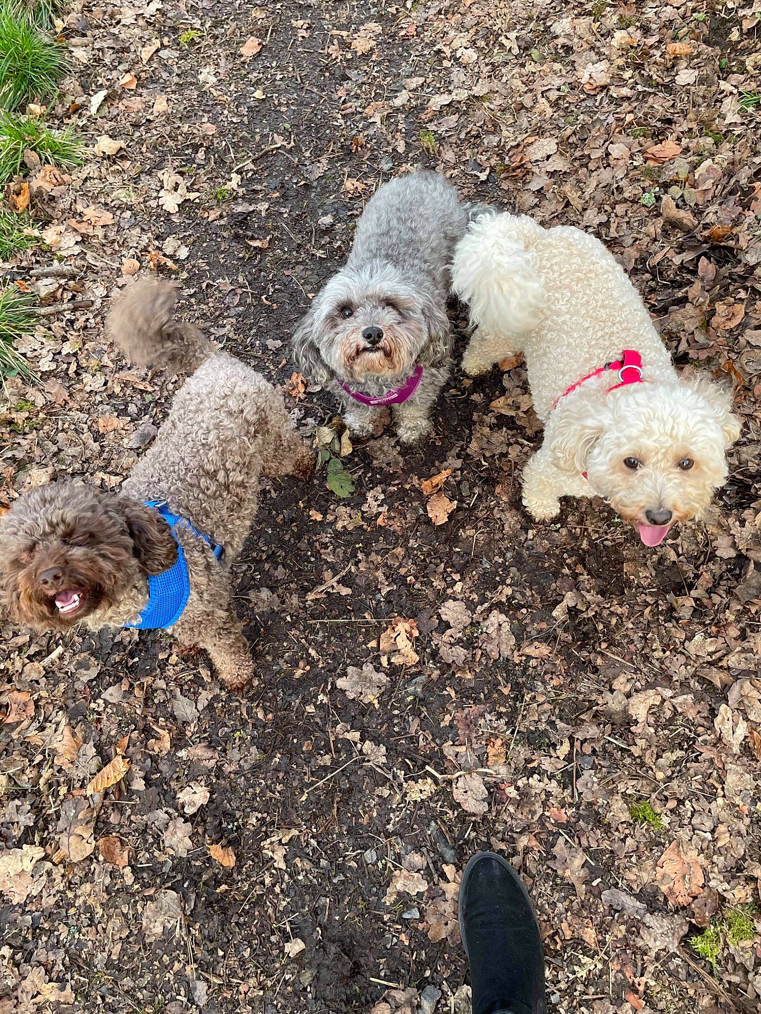 Darcy joined the competition — help win amazing prizes! canidae, carnivore, companion_dog, dog, dog_breed, dog_clothes, dog_collar, dog_supply, fashion_accessory, grass, labradoodle, leash, pet_supply, poodle, small_terrier, soil, sporting_group, terrier, toy_dog, water_dog