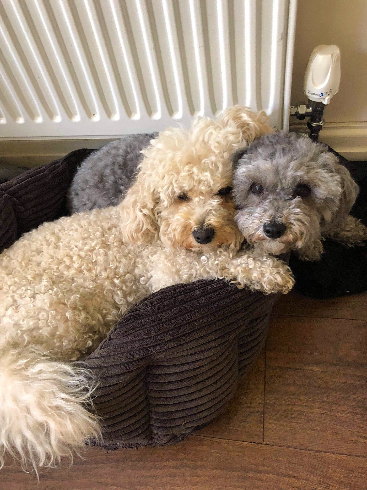 Boo is registered to the contest to win money with this photo: canidae, carnivore, companion_dog, dog, dog_breed, dog_collar, dog_supply, fur, labradoodle, maltepoo, mechanical_fan, pet_supply, poodle, small_terrier, snout, sporting_group, terrier, toy_dog, water_dog, working_animal