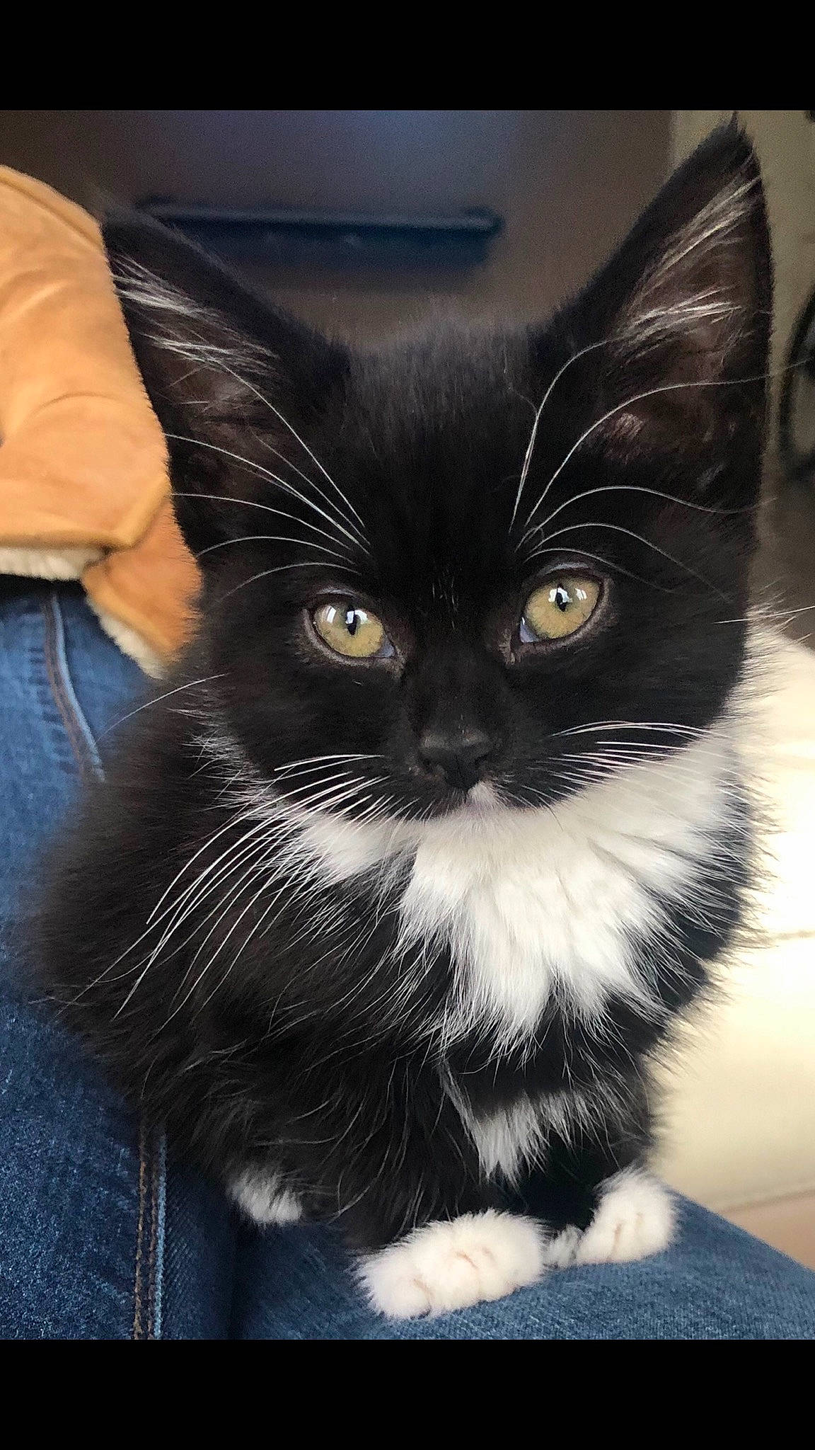 Poppy joined the competition — help win amazing prizes! black_cat, carnivore, cat, cat_supply, claw, comfort, denim, domestic_short_haired_cat, electric_blue, felidae, fur, grey, monochrome_photography, small_to_medium_sized_cats, snout, tail, whiskers