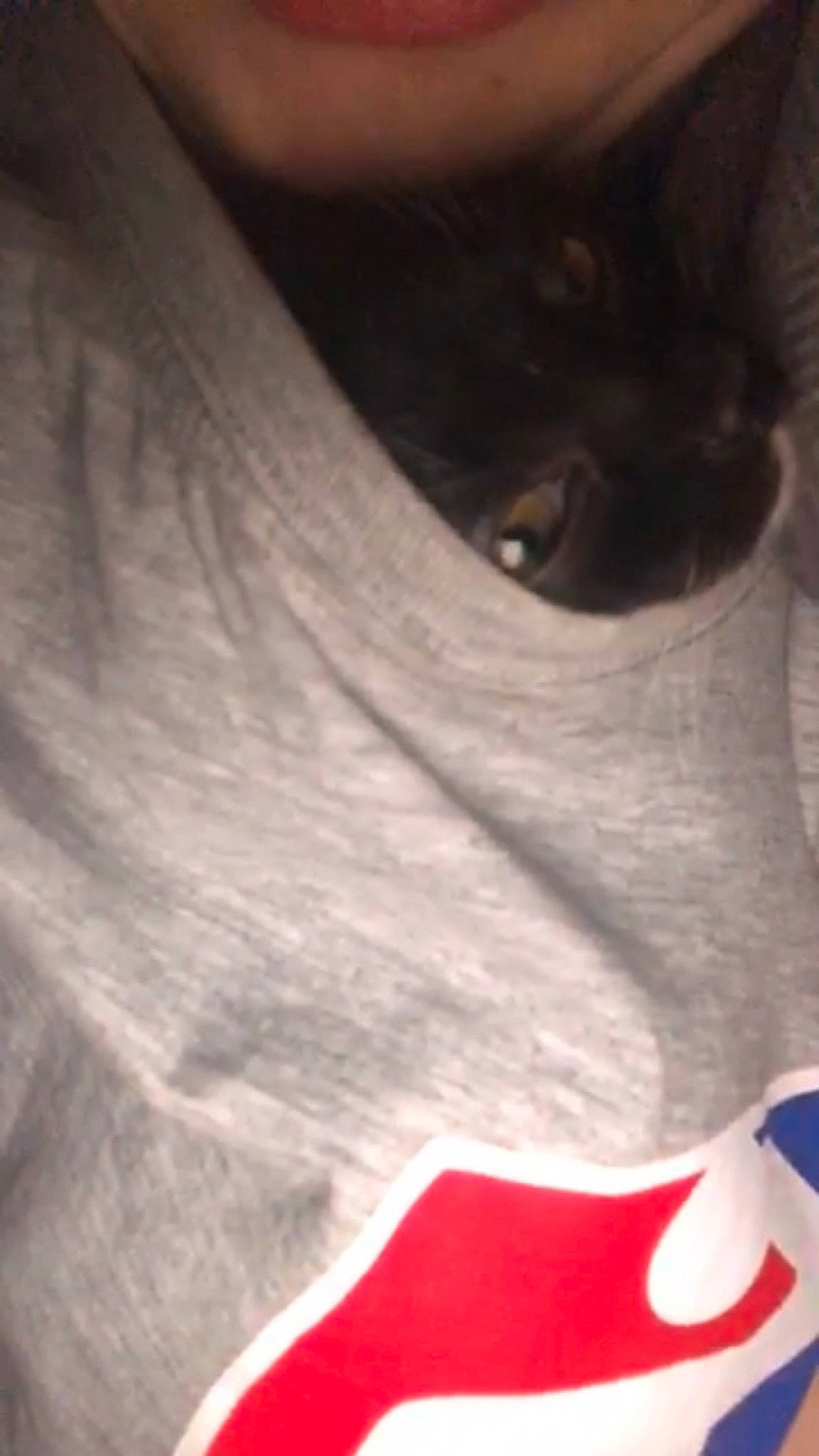 Poppy is registered to the contest to win money with this photo: carmine, carnivore, cat, close_up, domestic_short_haired_cat, eyewear, felidae, font, fur, grey, logo, monochrome_photography, nose, personal_protective_equipment, shadow, small_to_medium_sized_cats, tail, terrestrial_animal, whiskers, wood