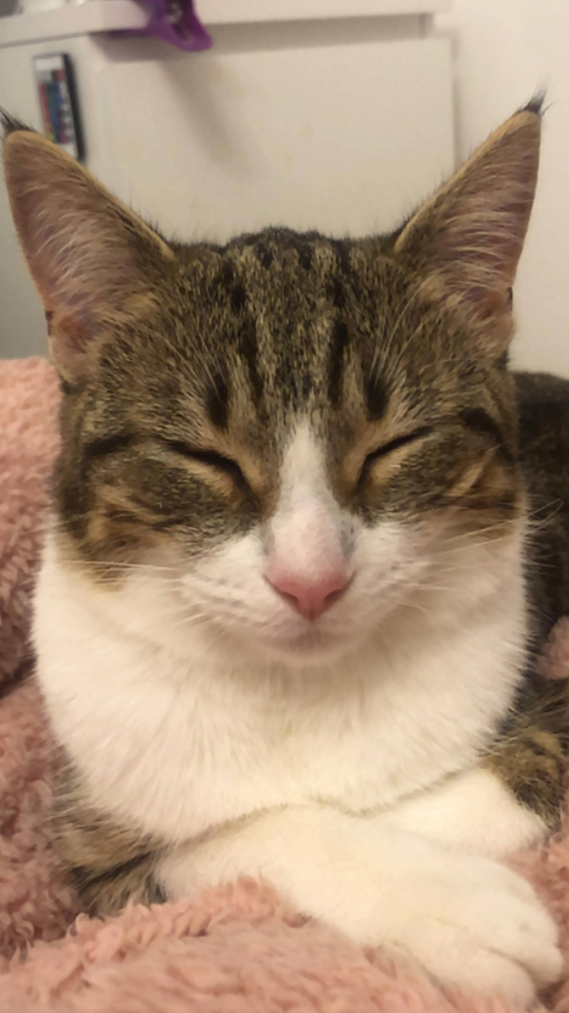 April joined the competition — help win amazing prizes! carnivore, cat, domestic_short_haired_cat, eye, felidae, fur, iris, paw, small_to_medium_sized_cats, snout, terrestrial_animal, tree, whiskers, window