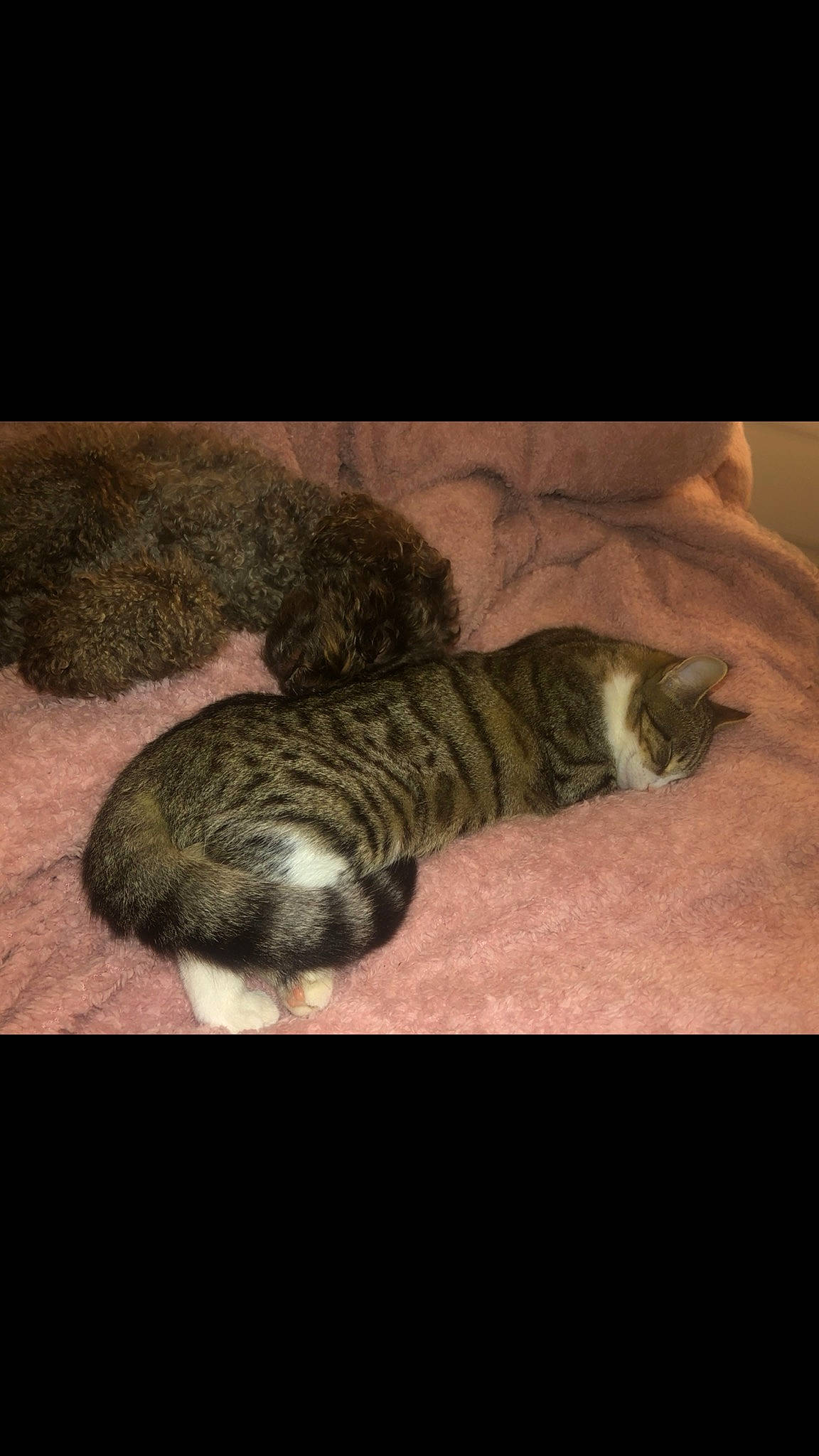 April joined the competition — help win amazing prizes! carnivore, cat, cloud, comfort, domestic_short_haired_cat, eye, fawn, felidae, flooring, fur, grey, head, mountain, paw, small_to_medium_sized_cats, snout, tail, terrestrial_animal, whiskers, wood