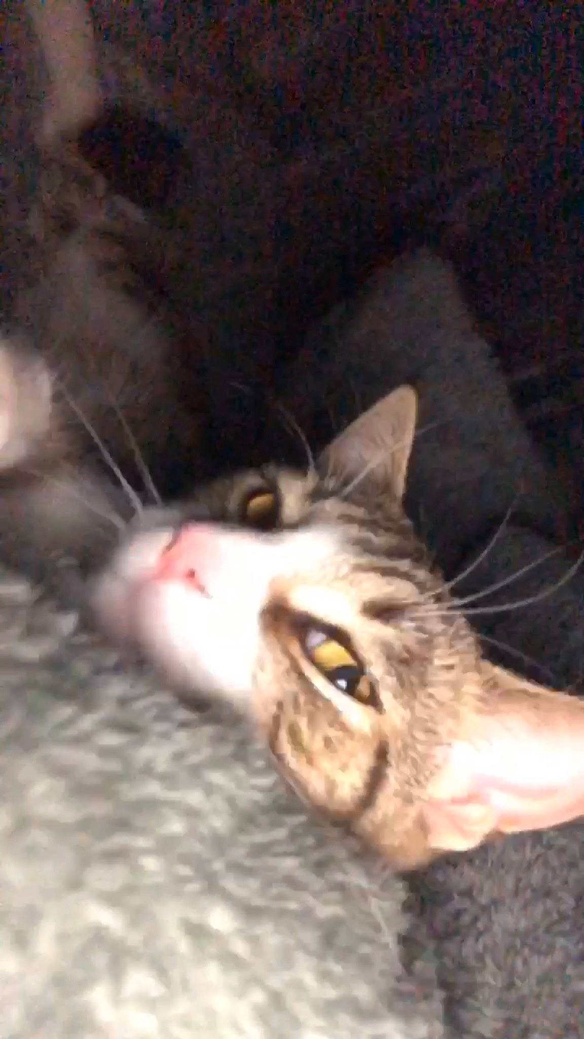 April is registered to the contest to win money with this photo: carnivore, cat, claw, comfort, domestic_short_haired_cat, ear, felidae, fur, paw, small_to_medium_sized_cats, snout, tail, whiskers