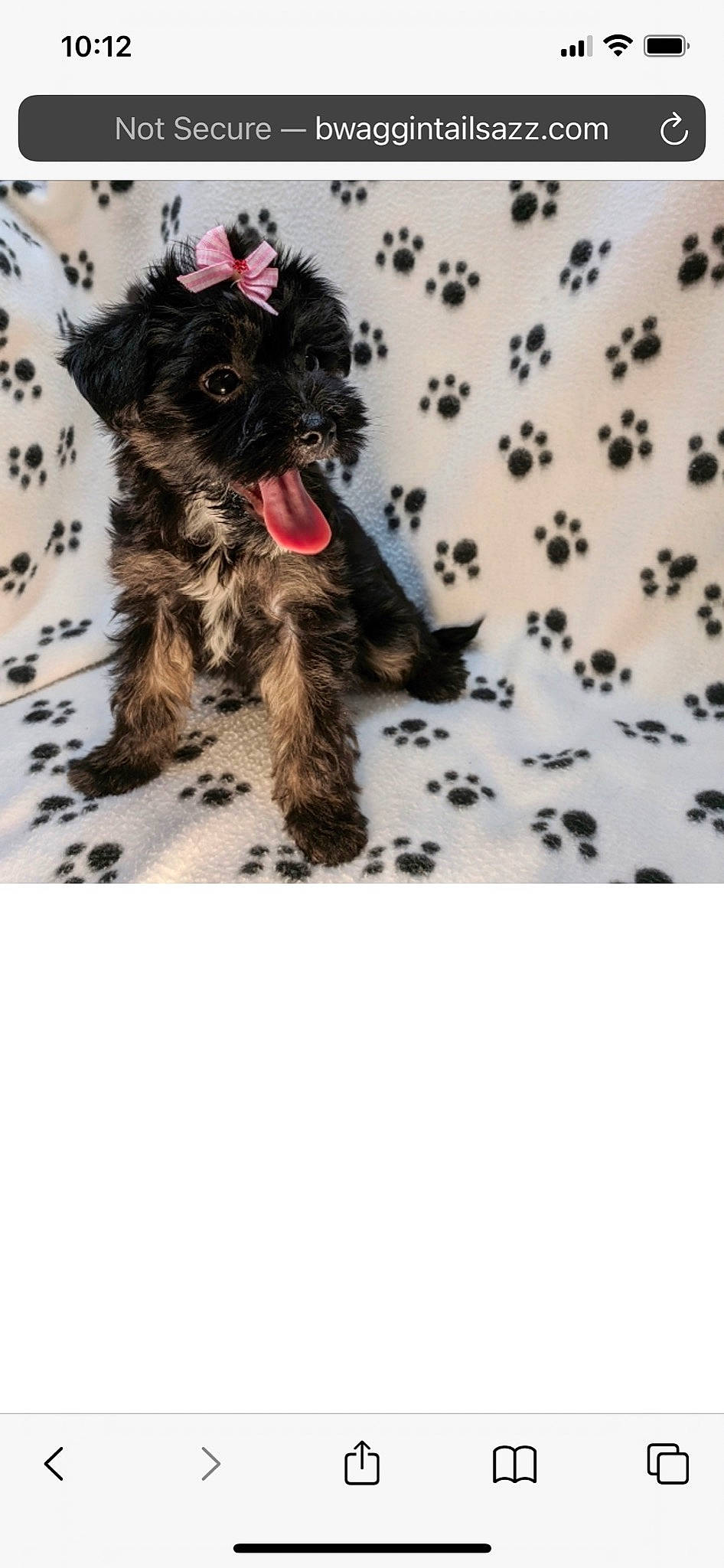 Nora is registered to the contest to win money with this photo: canidae, carnivore, companion_dog, dog, dog_breed, dog_supply, fur, liver, non_sporting_group, pet_supply, small_terrier, snout, sporting_group, tail, terrestrial_animal, terrier, toy_dog, water_dog, working_animal, yorkipoo