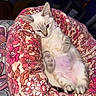 Coconut is registered to the contest to win money with this photo: cat, kitten, animal, pet, sitting, reclining, sleepy, fluffy, cream_colored, blue_eyes, pointed_ears, whiskers, paws, belly, indoor, armchair, floral_pattern, blanket, portrait, cozy