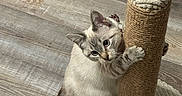 Coconut joined the competition — help win amazing prizes! kitten, cat, siamese_cat, blue_eyes, scratching_post, pet, feline, sitting, climbing, playful, curious, whiskers, striped_tail, indoors, wood_floor, rug, cat_furniture, scratching, portrait, cute