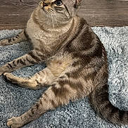 Coconut joined the competition — help win amazing prizes! cat, tabby_cat, pet, feline, animal, sitting, indoors, rug, carpet, fluffy, striped, brown, gray, blue_eyes, ears, whiskers, tail, wood_floor, wall, portrait