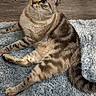 cat, tabby_cat, pet, feline, animal, sitting, indoors, rug, carpet, fluffy, striped, brown, gray, blue_eyes, ears, whiskers, tail, wood_floor, wall, portrait