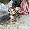 Rose is registered to the contest to win money with this photo: abyssinian, animal, blanket, cat, couch, cushion, furniture, homedecor, kitten, manx, ocelot, person, pet, sleeping