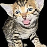 Rose joined the competition — help win amazing prizes! abyssinian, animal, bodypart, cat, egyptiancat, kitten, manx, mouth, ocelot, person, pet, snout, tongue