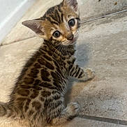 Rose joined the competition — help win amazing prizes! abyssinian, animal, cat, egyptiancat, kitten, manx, ocelot, pet