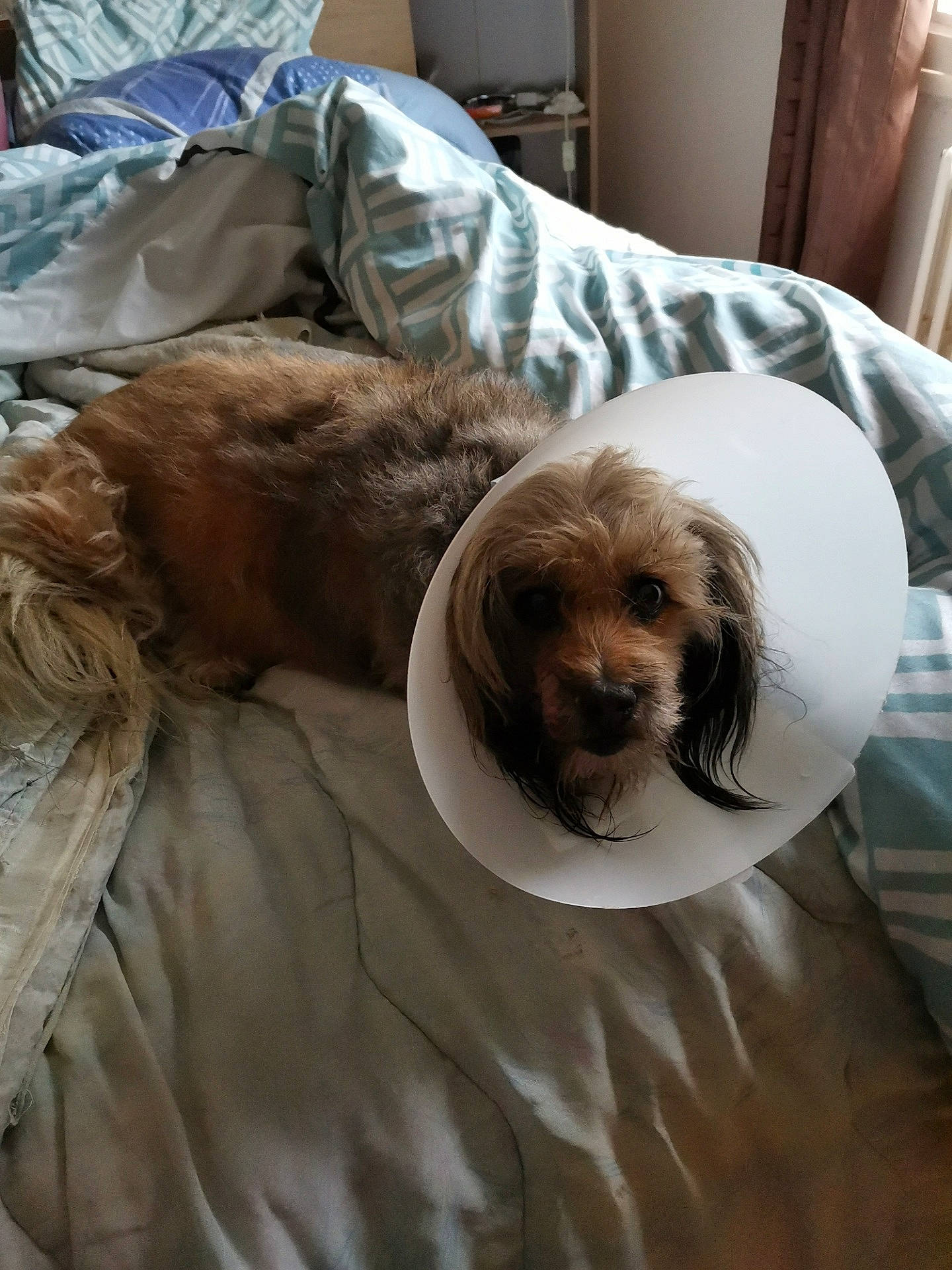 Magouil a rejoint le concours — aidez-le/la à gagner de superbes lots ! bedding, brown, canidae, carnivore, comfort, companion_dog, dog, dog_breed, dog_supply, fawn, fur, linens, liver, picture_frame, room, snout, spaniel, sporting_group, toy_dog, working_animal