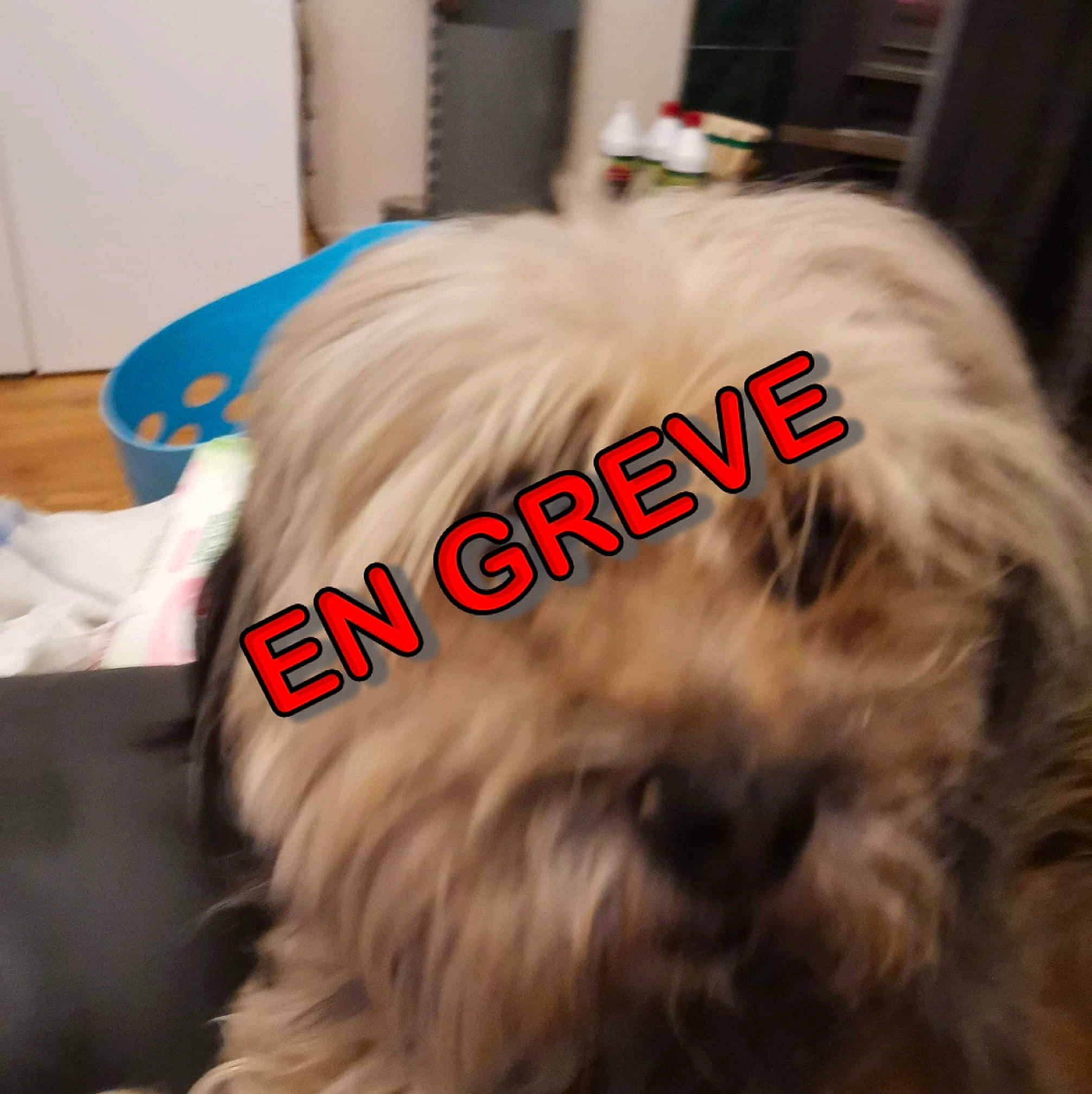 Magouil a rejoint le concours — aidez-le/la à gagner de superbes lots ! canidae, carnivore, comfort, companion_dog, dog, dog_breed, dog_supply, fawn, font, fur, liver, mammal, small_terrier, snout, sporting_group, tail, terrier, toy_dog, vertebrate, working_animal