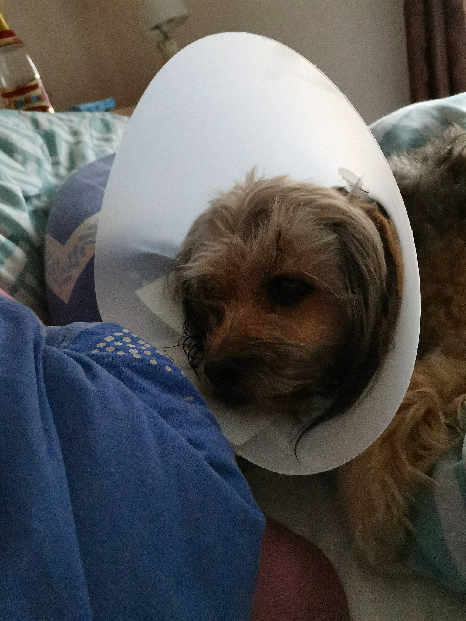 Magouil participe au concours pour gagner de l'argent avec cette photo : canidae, carnivore, comfort, companion_dog, dog, dog_breed, dog_supply, ear, fawn, fur, liver, nap, puppy_love, sitting, small_terrier, snout, sporting_group, terrier, toy_dog, working_animal