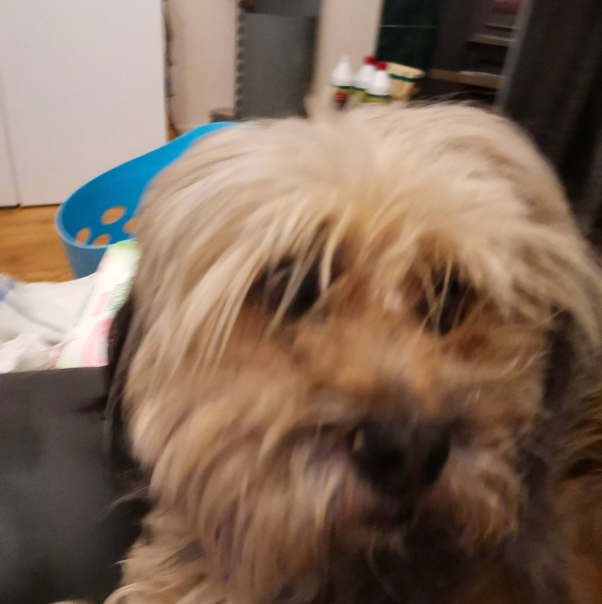 Magouil participe au concours pour gagner de l'argent avec cette photo : biewer_terrier, canidae, carnivore, cockapoo, companion_dog, dog, dog_breed, fawn, fur, liver, maltepoo, poodle_crossbreed, shih_poo, small_terrier, snout, sporting_group, terrier, toy_dog, working_animal, yorkipoo