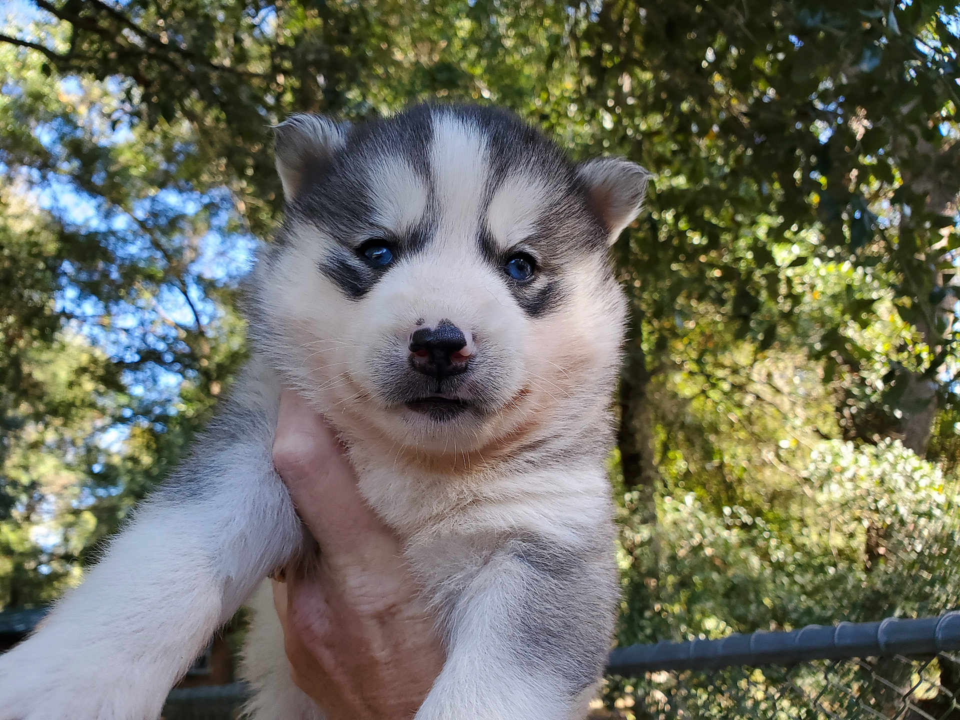 Levi