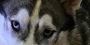 Levi is registered to the contest to win money with this photo: animal, blue_eyes, brown_eyes, canine, close_up, dog, domestic_animal, ears, expression, face, fur, furry, husky, indoor, looking, muzzle, pet, portrait, snout, whiskers