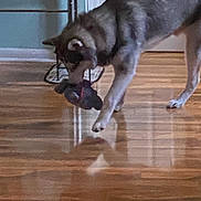 Levi is registered to the contest to win money with this photo: animal, brown, canine, companion, dog, domestic, door, floor, fun, furniture, house, indoor, light, pet, playing, reflection, shadow, toy, walking, wooden_floor