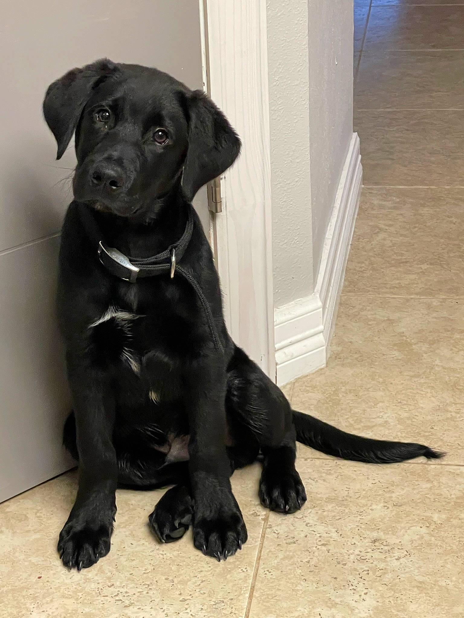 Murphy is registered to the contest to win money with this photo: borador, canidae, carnivore, companion_dog, dog, dog_breed, dog_collar, fawn, floor, flooring, fur, gun_dog, liver, retriever, snout, sporting_group, tail, terrestrial_animal, whiskers, working_animal