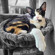 Caramel a rejoint le concours — aidez-le/la à gagner de superbes lots ! cat, calico_cat, pet, animal, feline, relaxed, lounging, plush_hammock, indoor, fur, paw, whiskers, ears, close_up, resting, comfortable, soft_texture, domestic_cat, cute, sleepy