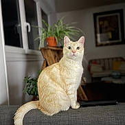 Nougatine a rejoint le concours — aidez-le/la à gagner de superbes lots ! back_of_sofa, blurred_background, cat, ears, eyes, fur, furniture, houseplant, indoor, living_room, orange_cat, pet, plant_stand, portrait, potted_plant, sitting, sofa, tail, whiskers, window
